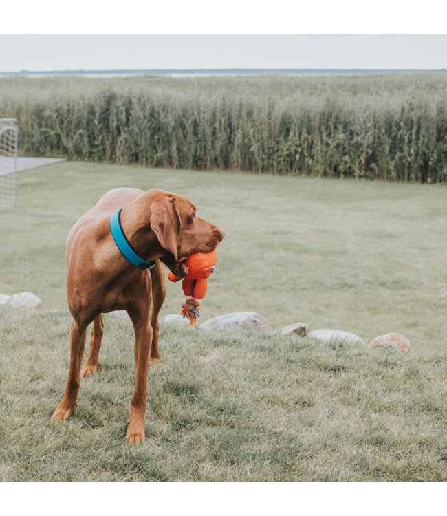 Halsband Convenience turqoise