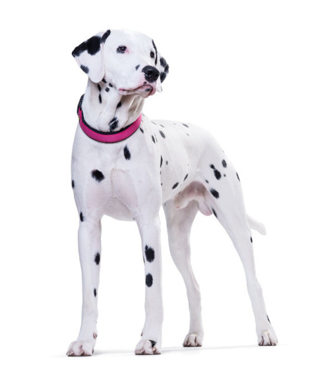 Halsband Neopren Vario Plus - Roze