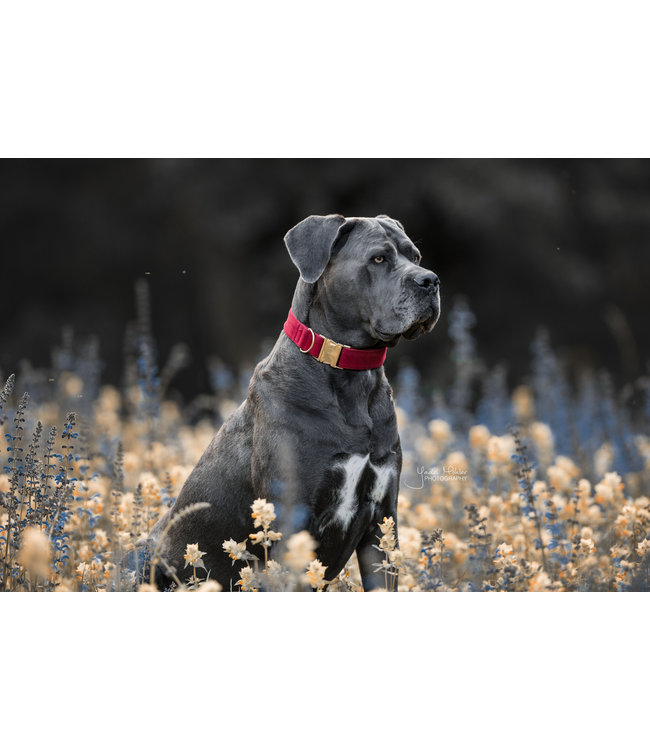 Halsband Corduroy - Rood