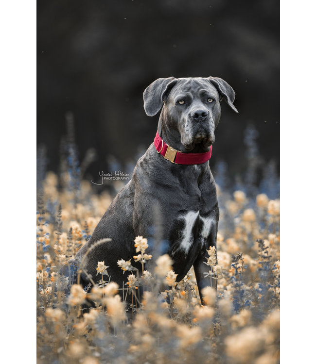 Halsband Corduroy - Rood