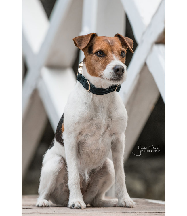 Halsband Corduroy - Donkergroen