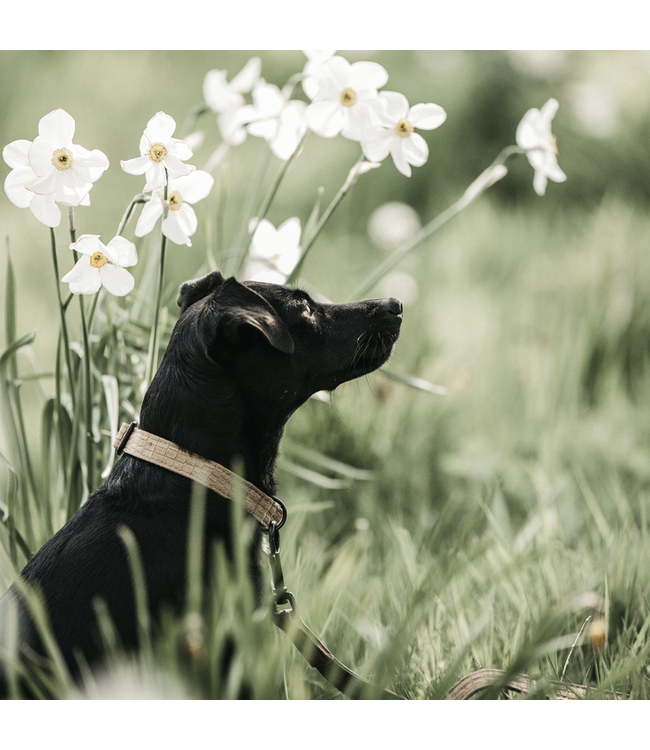 Halsband Hagedis Bruin