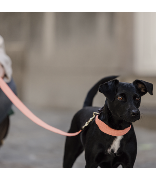 Halsband Jacquard - Oranje