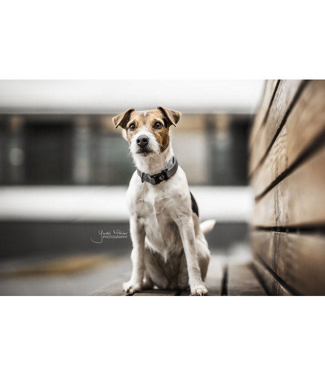 Halsband Reflective - grijs