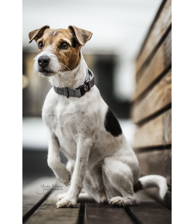 Halsband Reflective - grijs