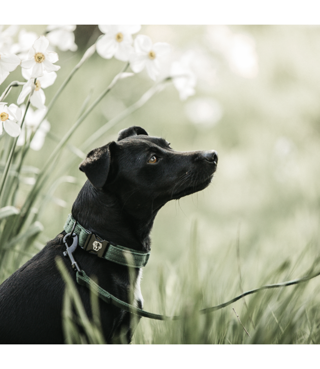 Leiband Hagedis Groen