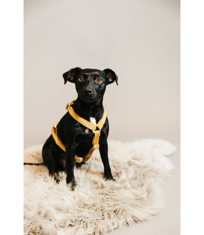 Harnas Velvet - Mosterd