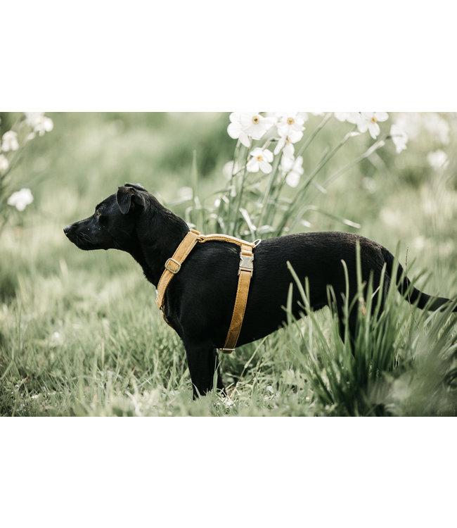 Harnas Velvet - Mosterd