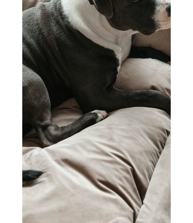 Hondenmand Velvet - beige