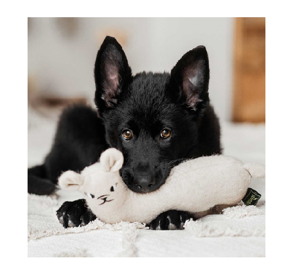 Hoe herken je een goede fokker?