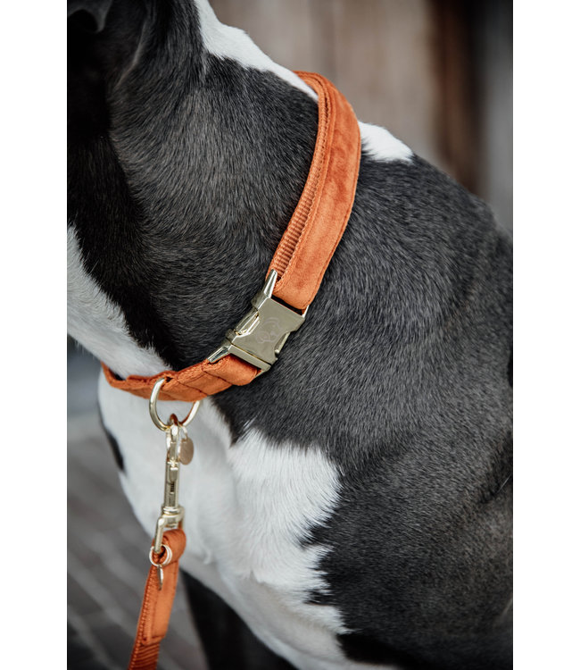 Halsband Velvet - Oranje