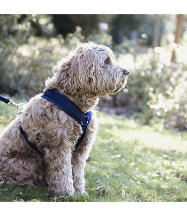 Harnas Active Velvet - Blauw