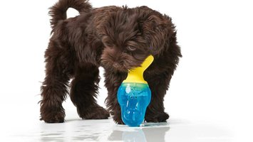 Hoe bijtgedrag bij een puppy afleren?