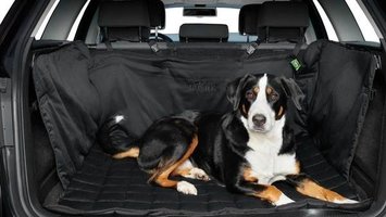 Hoe vervoer je uw hond veilig moet de wagen?