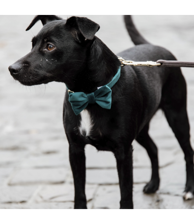 Hondenstrikje Velvet - Emerald