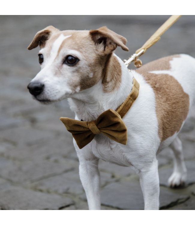 Hondenstrikje Velvet - Mosterd