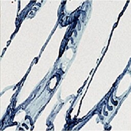 Frisiantiles Plinttegel marmer