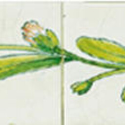 Frisiantiles Randdecor madeliefje