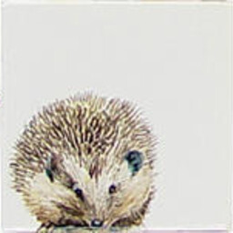 Frisiantiles Tegels egeljongen 1-3