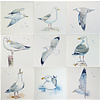 Tegels meeuwen kleur 1-7