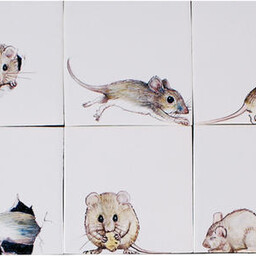 Frisiantiles Tegels muizen 1-6