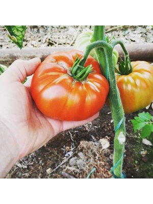 10x Tomatenzaden 'Red Brandywine'