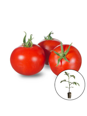 Rode tomatenplanten mix.