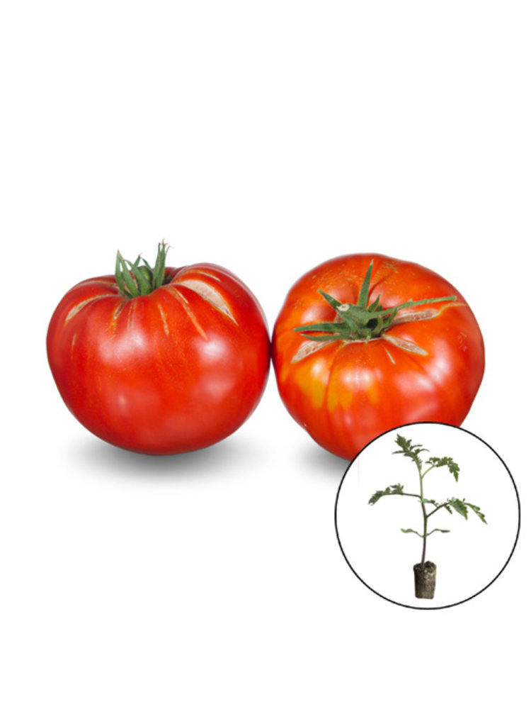 Rode tomatenplanten mix.