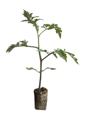 Rode tomatenplanten mix.