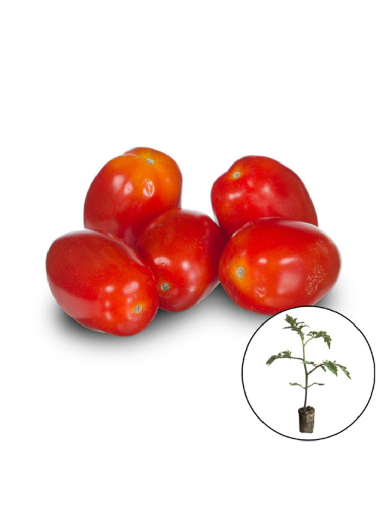 Gekleurde cherrytomaten planten mix.