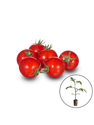 Gekleurde cherrytomaten planten mix.