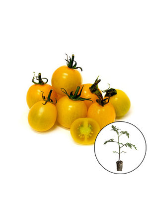 Gekleurde cherrytomaten planten mix.