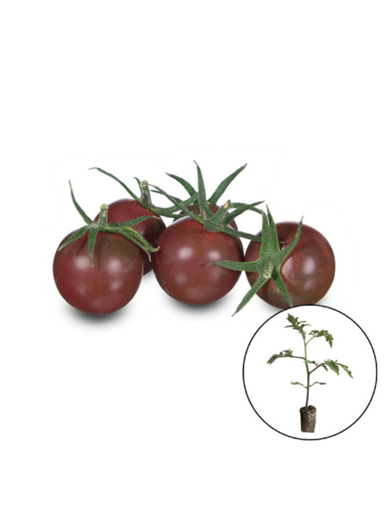 Gekleurde cherrytomaten planten mix.