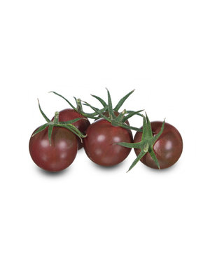 10x Tomatenzaden 'Black Cherry'