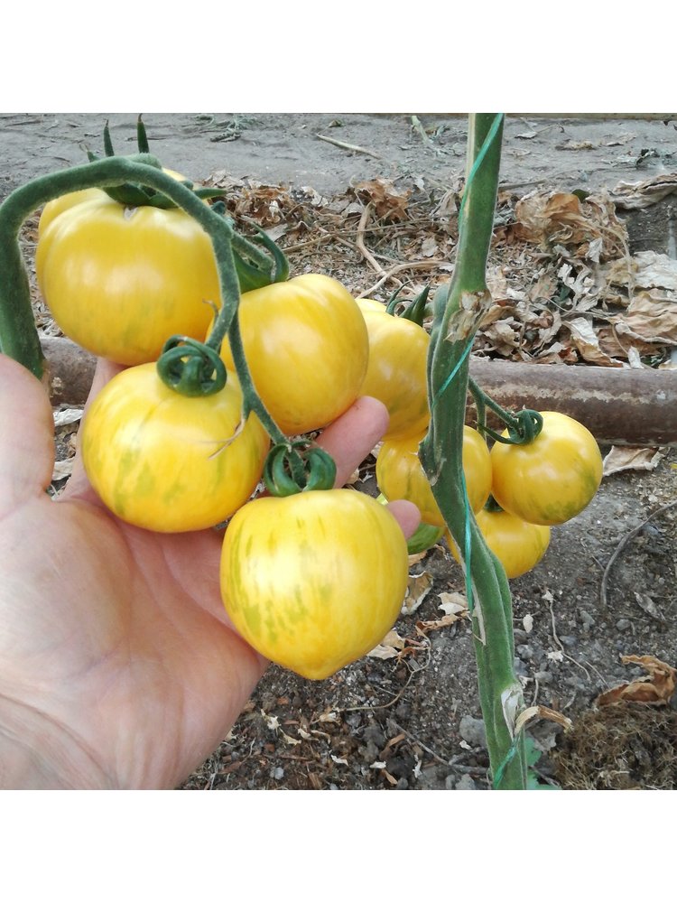 10x Tomatenzaden 'Blonde Boar'