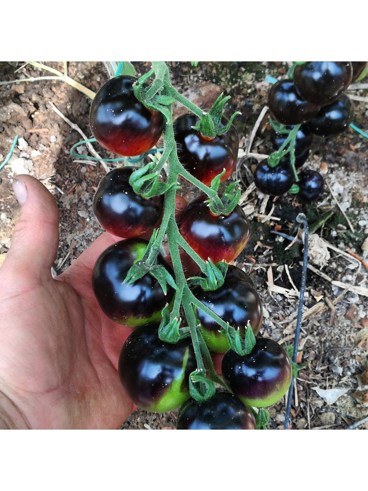 10x Tomatenzaden 'Indigo Rose'