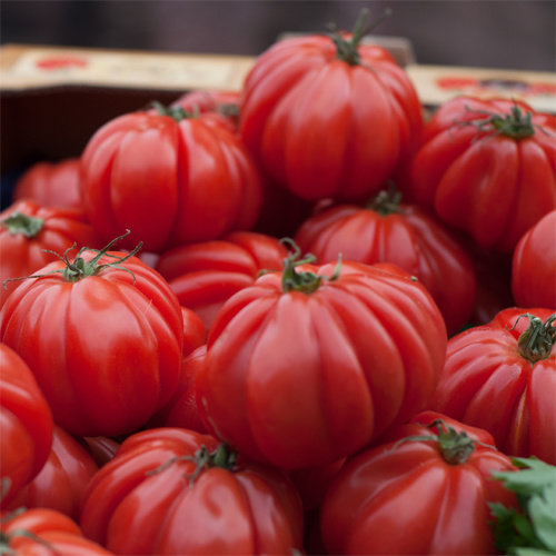 20x Tomatenzaden 'Liguria' 20x Tomatenzaden 'Liguria'
