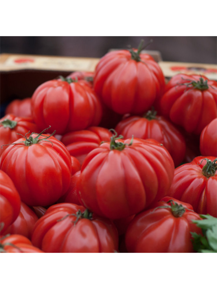 10x Tomatenzaden 'Liguria'