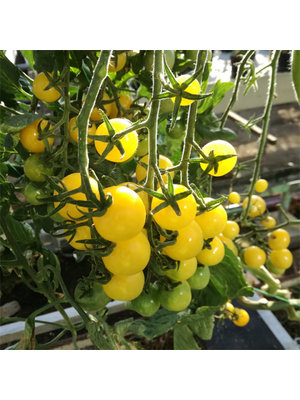 10x Tomatenzaden 'Lollipop'