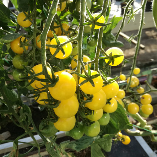 20x Tomatenzaden 'Lollipop' 20x Tomatenzaden 'Lollipop'