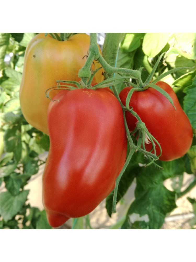 10x Tomatenzaden 'Cornue Des Andes'