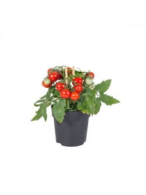 10x Tomatenzaden 'red Love'