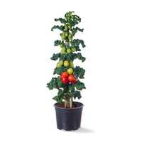 10x Tomatenzaden 'Little Red Tree'