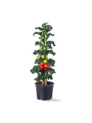 10x Tomatenzaden 'Little Red Tree'