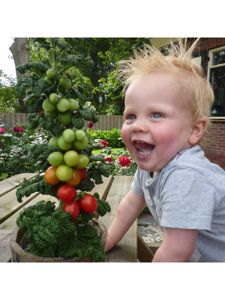 20x Tomatenzaden 'Zadenna'