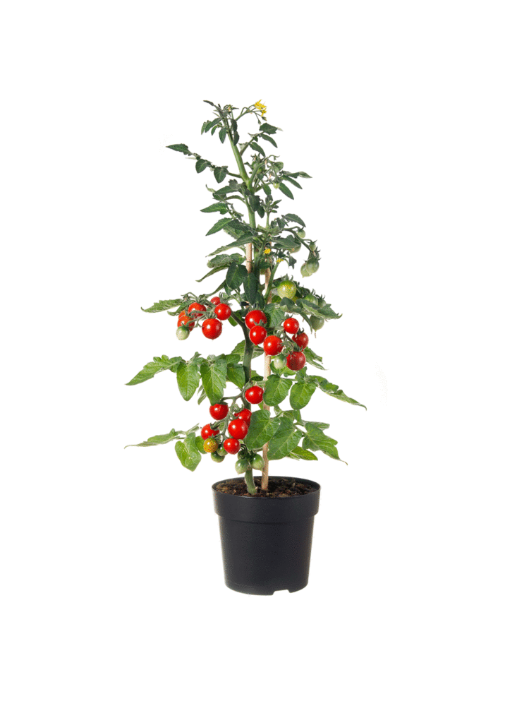 10x Tomatenzaden 'Sweet Princess'