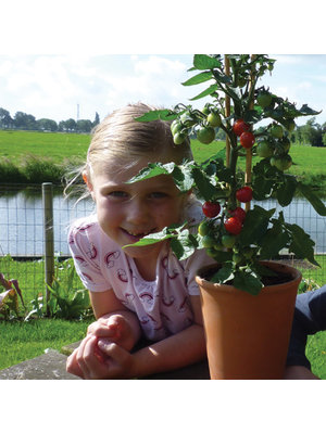 10x Tomatenzaden 'Sweet Princess'