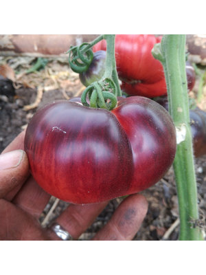 10x Tomatenzaden 'Amethyst Jewel'