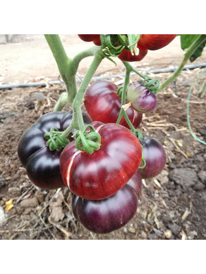 10x Tomatenzaden 'Amethyst Jewel'