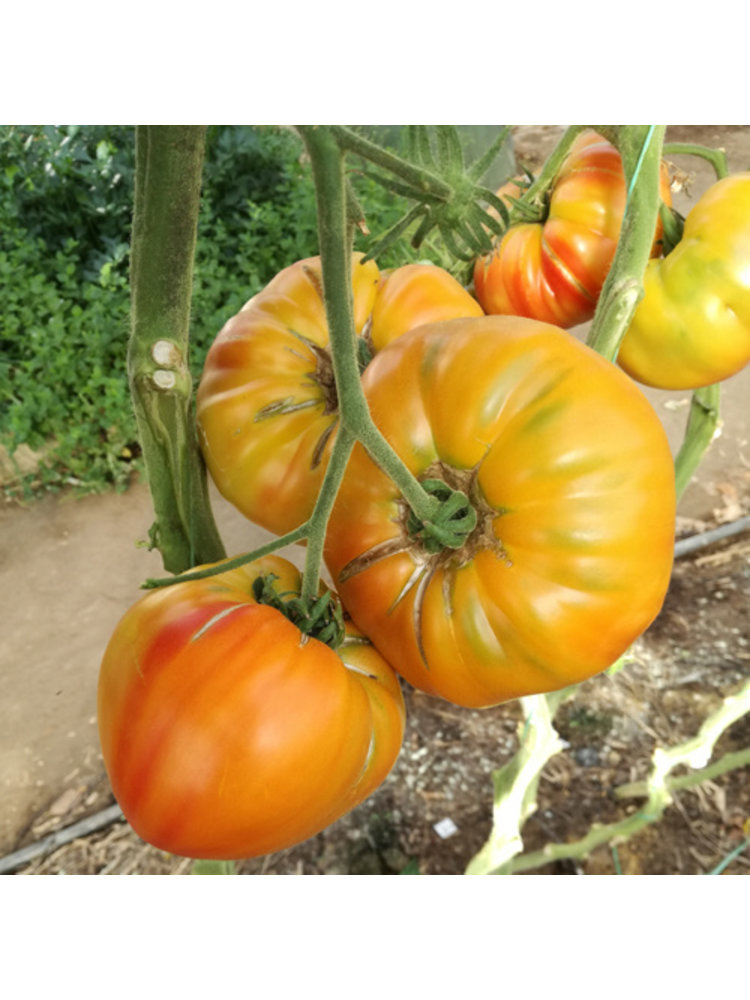 10x Tomatenzaden 'Old German'